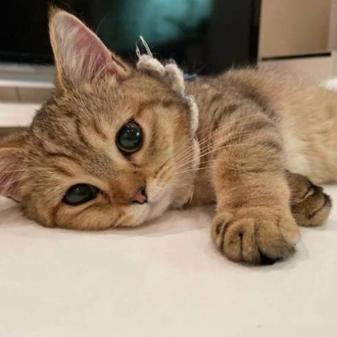 猫 マンチカン にぼしちゃん スーパー怠惰ねこ