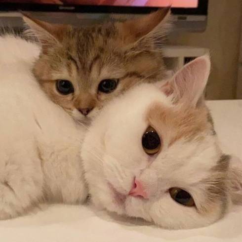 猫 マンチカン にぼしちゃん スーパー怠惰ねこ