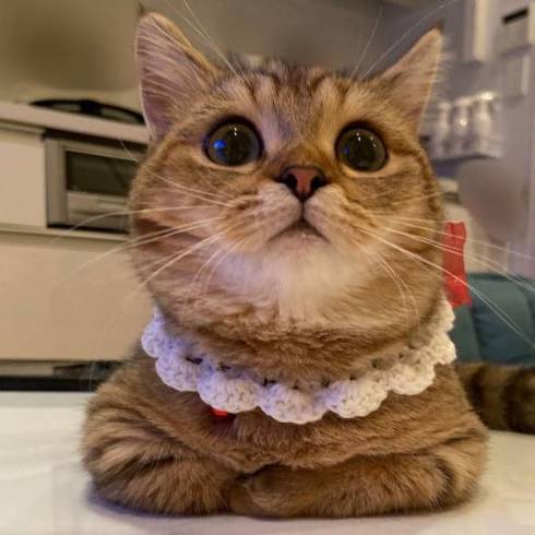 猫 マンチカン にぼしちゃん スーパー怠惰ねこ