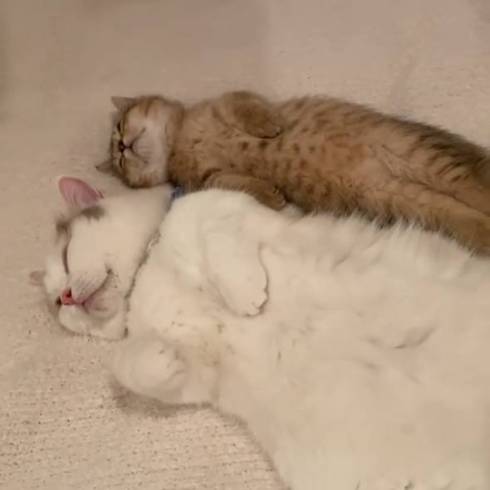 猫 マンチカン にぼしちゃん スーパー怠惰ねこ