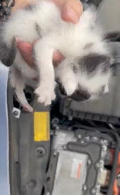 ボンネットから救出された子猫