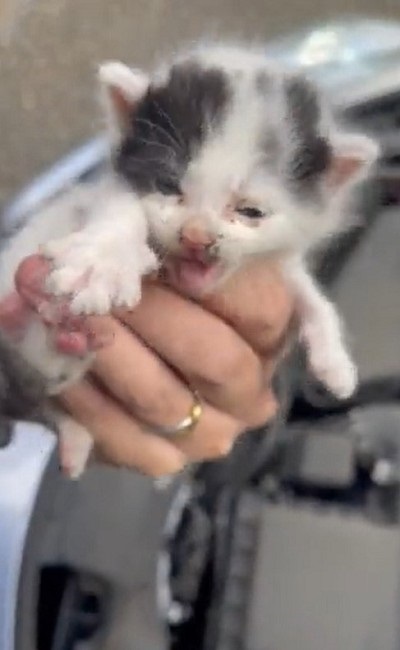 ボンネットから救出された子猫