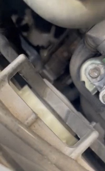 ボンネットから救出された子猫