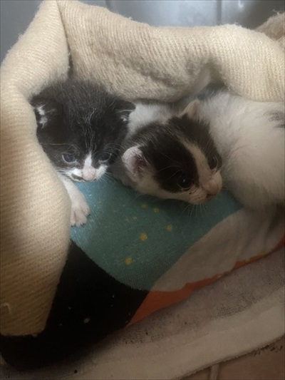 ボンネットから救出された子猫