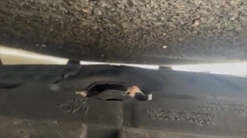 ボンネットから救出された子猫