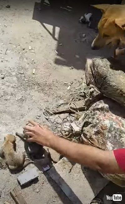 救助される子犬を見守る母犬