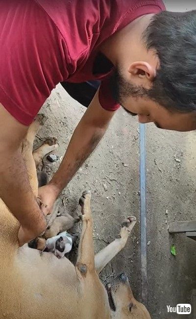 救助される子犬を見守る母犬