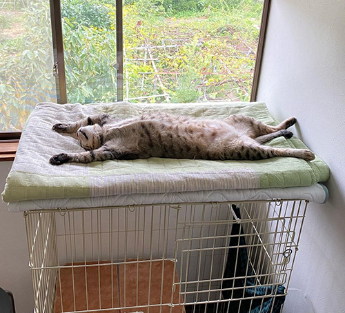 まっすぐこんぶくん