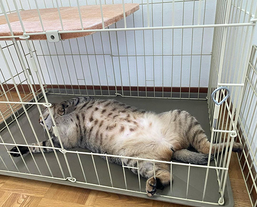 ケージの中のこんぶくん