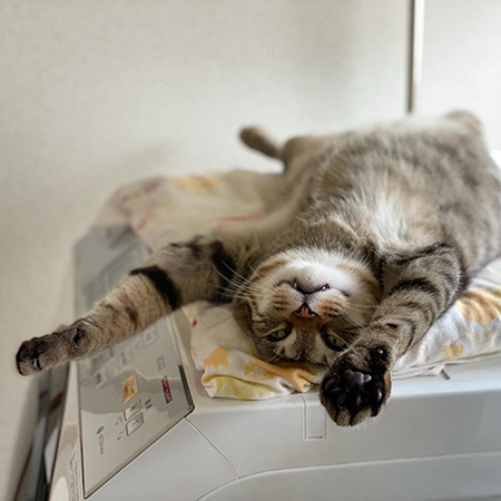 寝起きこんぶさん伸び