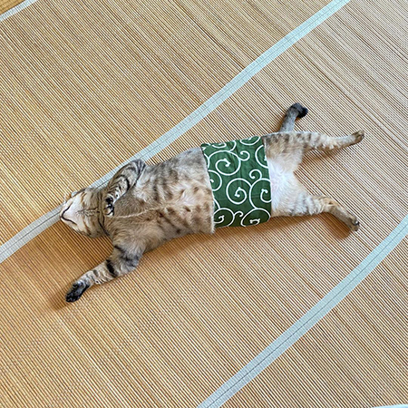 腹巻こんぶくん