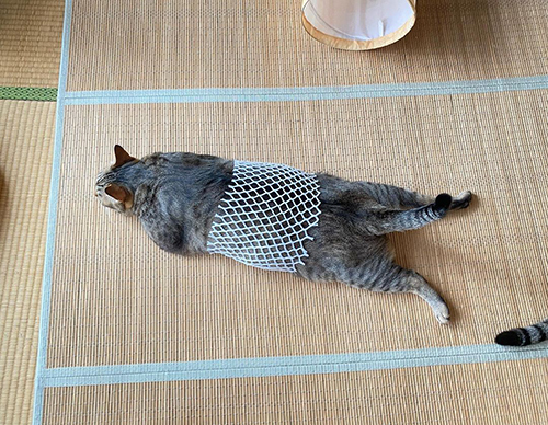 夏用腹巻こんぶくん