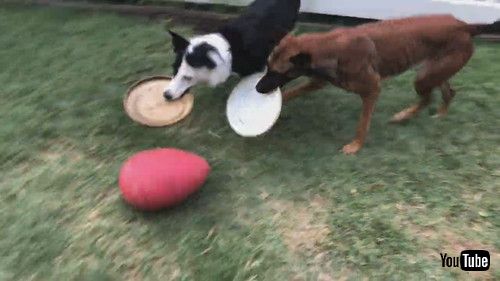 「Dogs Teach Themselves to Use Tools to Play a Game || ViralHog」