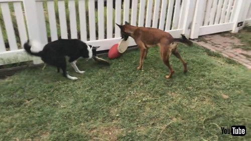 「Dogs Teach Themselves to Use Tools to Play a Game || ViralHog」