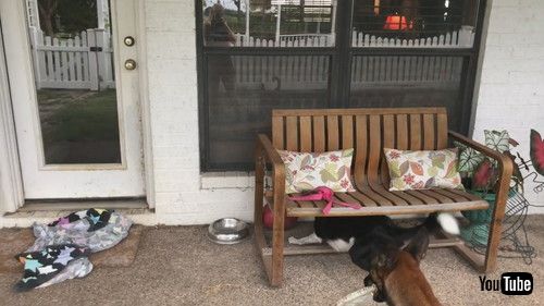 「Dogs Teach Themselves to Use Tools to Play a Game || ViralHog」