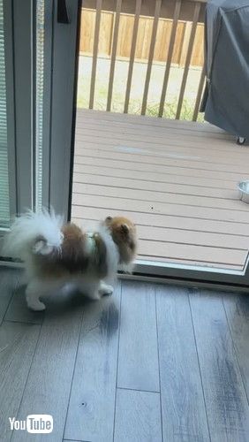 「Big Dog Eats Smaller Dog's Entertainment || ViralHog」