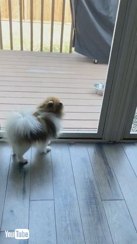 「Big Dog Eats Smaller Dog's Entertainment || ViralHog」