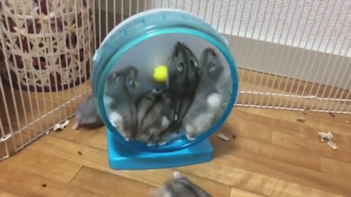 順番という概念がなさそうなベビハムちゃん