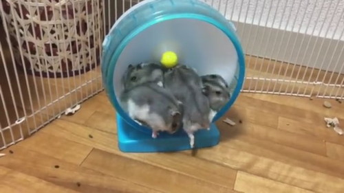 順番という概念がなさそうなベビハムちゃん