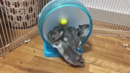 順番という概念がなさそうなベビハムちゃん