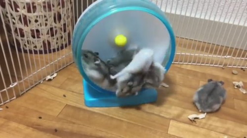 順番という概念がなさそうなベビハムちゃん