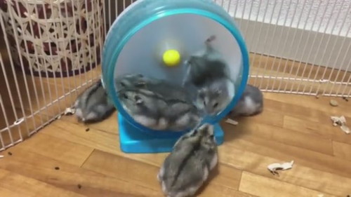 順番という概念がなさそうなベビハムちゃん