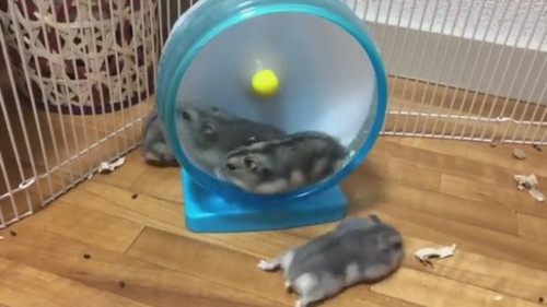 順番という概念がなさそうなベビハムちゃん