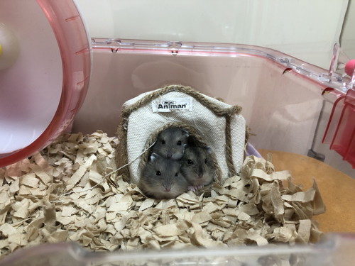 ベビハムちゃん