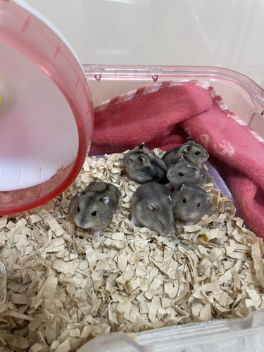 ベビハムちゃん