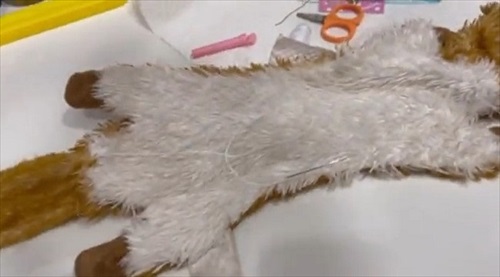 おもちゃが心配なワンちゃん