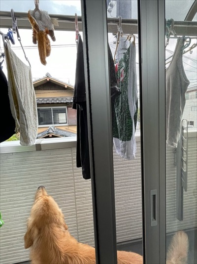 おもちゃが心配なワンちゃん