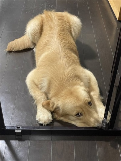 おもちゃが心配なワンちゃん