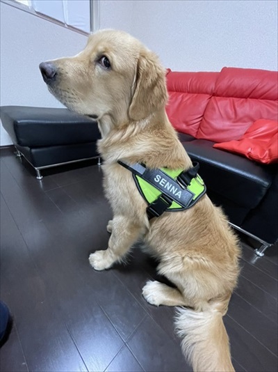 おもちゃが心配なワンちゃん