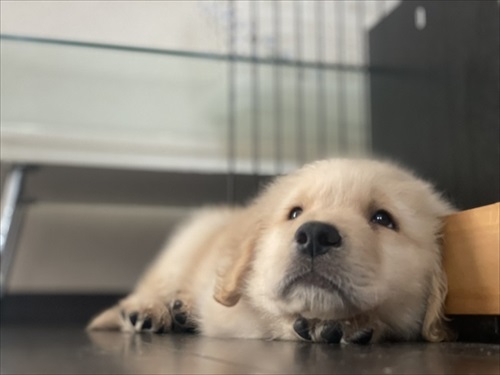 おもちゃが心配なワンちゃん