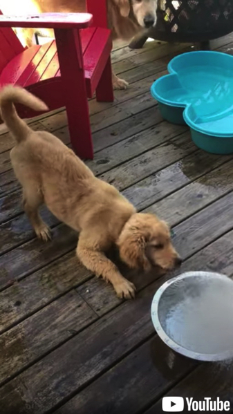 水と真剣勝負する子犬