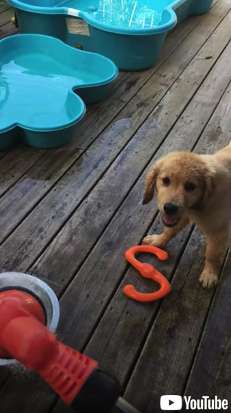 水と真剣勝負する子犬