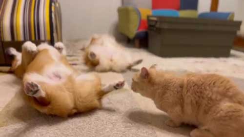 おすすめ