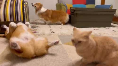 兄妹 コーギー 起きない 猫 そっちが起きるの 爆睡 犬