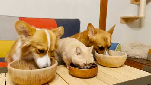 兄妹 コーギー 起きない 猫 そっちが起きるの 爆睡 犬