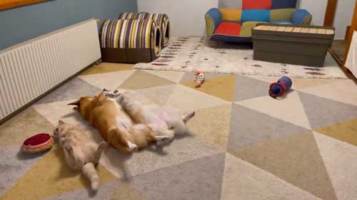 兄妹 コーギー 起きない 猫 そっちが起きるの 爆睡 犬