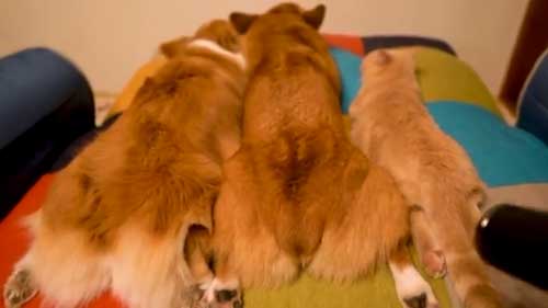 兄妹 コーギー 起きない 猫 そっちが起きるの 爆睡 犬