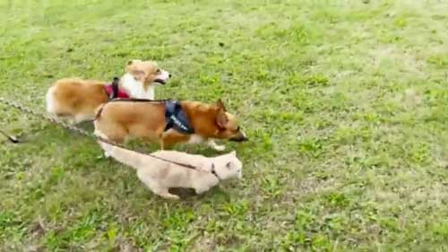 兄妹 コーギー 起きない 猫 そっちが起きるの 爆睡 犬