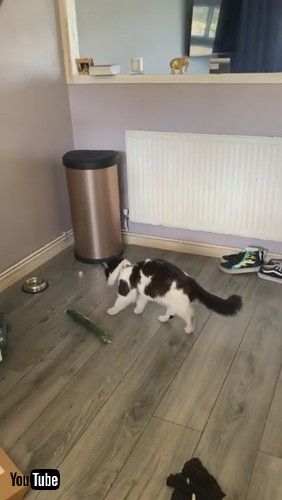 「Cat Sees Cucumber and Walks in Reverse || ViralHog」