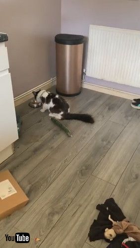 「Cat Sees Cucumber and Walks in Reverse || ViralHog」