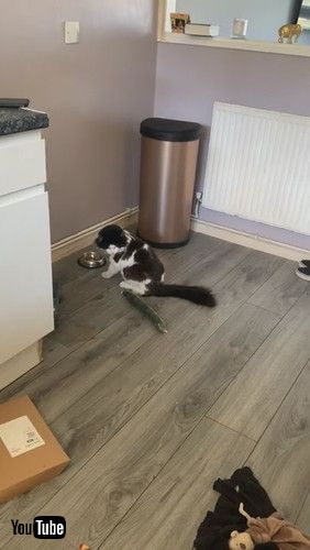 「Cat Sees Cucumber and Walks in Reverse || ViralHog」