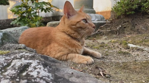 灯ろうで見張りをするネコちゃん