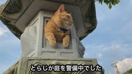 灯ろうで見張りをするネコちゃん