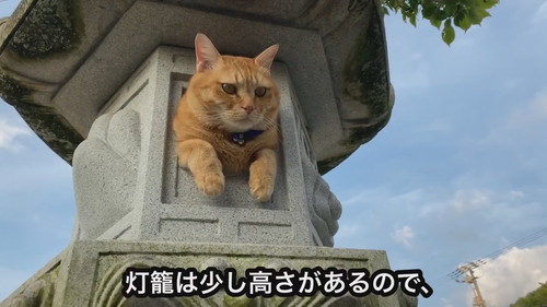 灯ろうで見張りをするネコちゃん