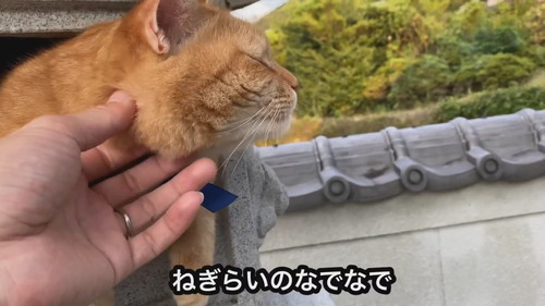 灯ろうで見張りをするネコちゃん