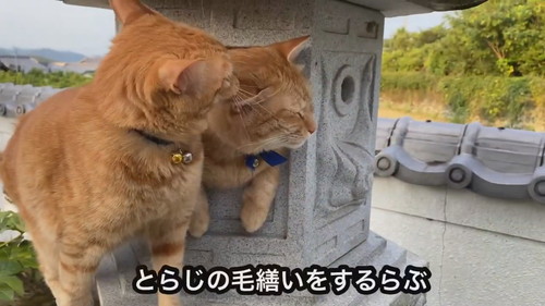 灯ろうで見張りをするネコちゃん